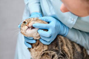 cat dentist, feline dentistry, cat vet, Asheville