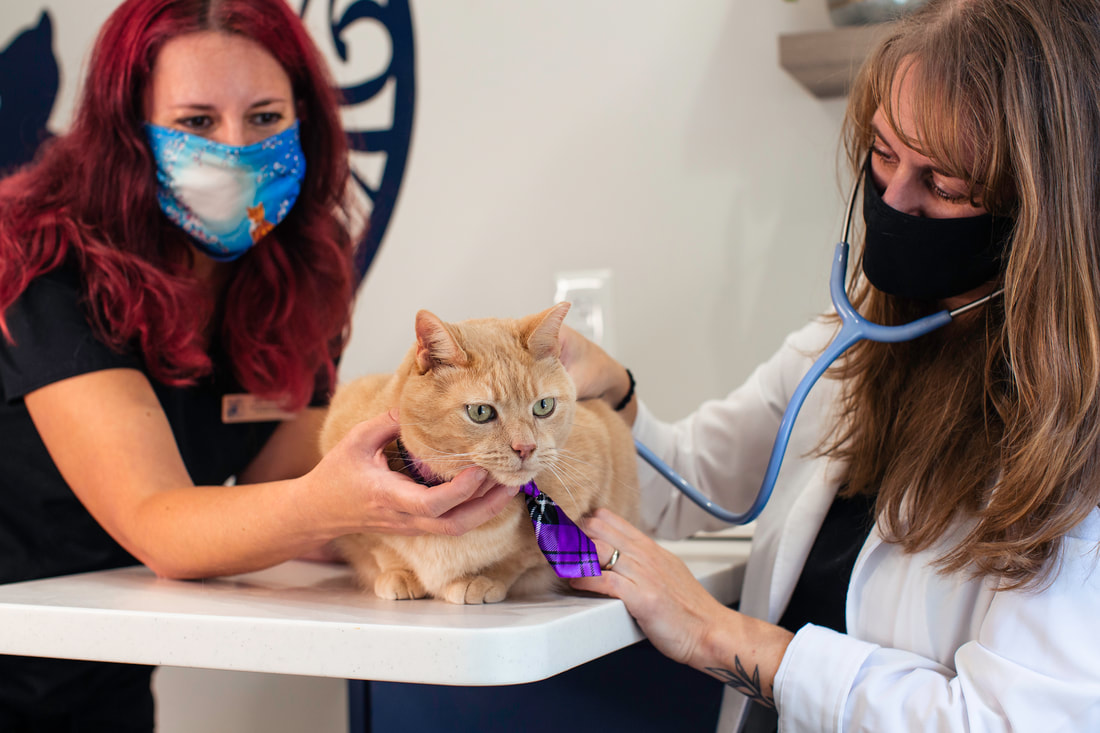 Cat vet, cat vaccines, Asheville NC